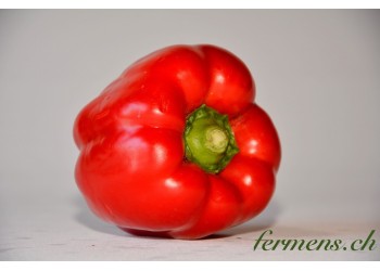 Poivron rouge