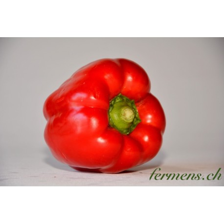 Poivron rouge