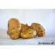 Pomme de terre Charlotte précoce