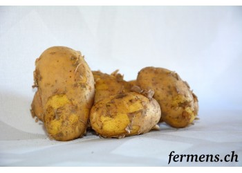 Pomme de terre Charlotte précoce