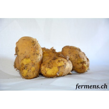 Pomme de terre Nouvelle