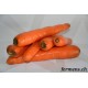 Carottes oranges