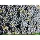 Raisin noir Black Magic