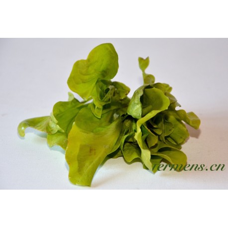 Salade de Pâques (chicorée verte)