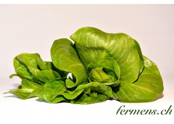 Chicoreé Grumolo verte