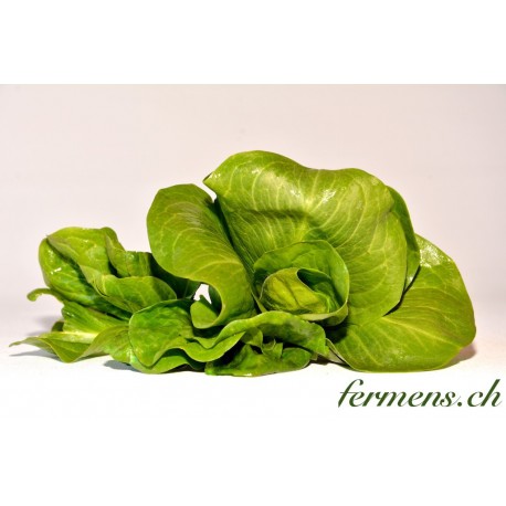 Chicoreé Grumolo verte