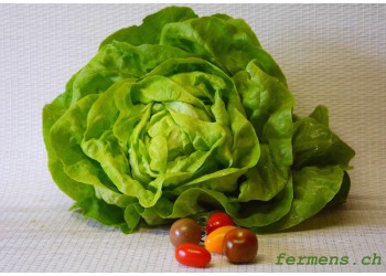 Salade pommée verte
