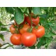 Tomate ronde