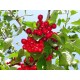Cerises