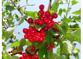 Cerises