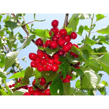 Cerises