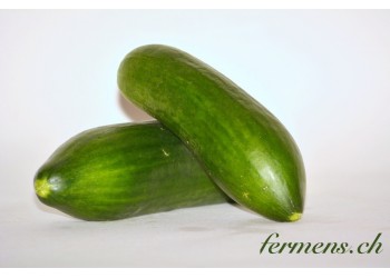 Concombre pique-nique