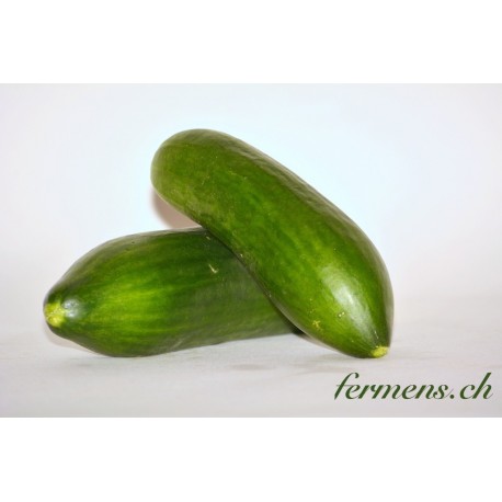 Concombre pique-nique