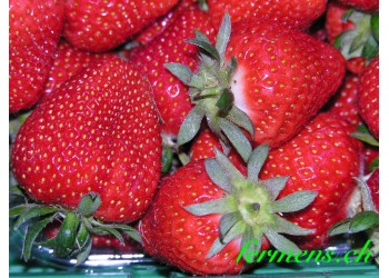 Fraise france  250.g