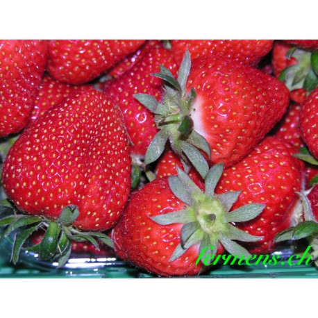 Fraise france  250.g
