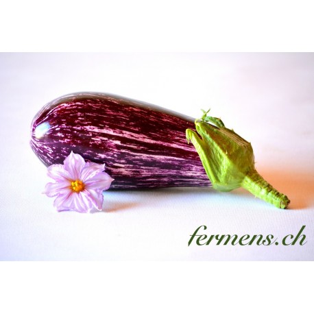 Aubergine violette striée