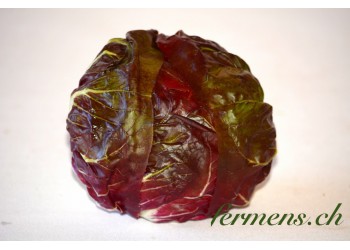 chicorino rouge