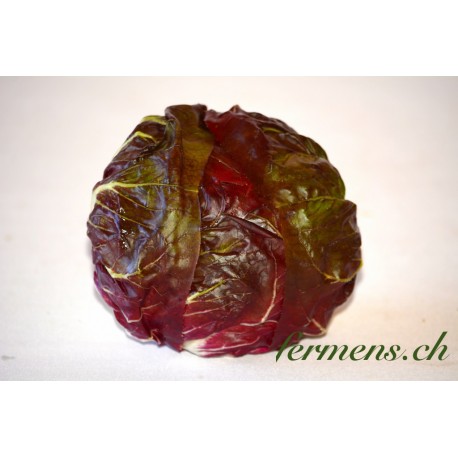 Cicorino rouge