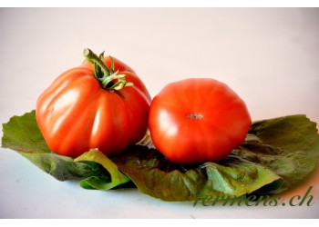 Tomate coeur de boeuf (Fleurette, Griffone, Babuschka et Marbonne)