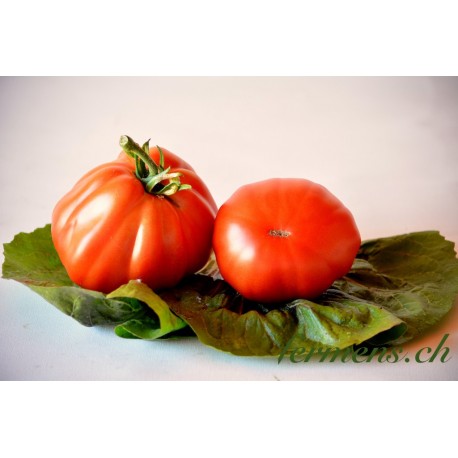 Tomate coeur de boeuf (Fleurette, Griffone, Babuschka et Marbonne)