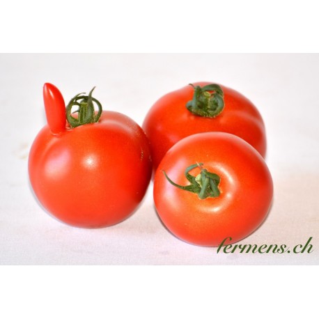 Tomate ronde