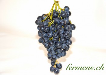 Raisin noir Black Magic