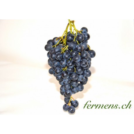 Raisin noir Black Magic
