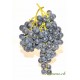 Raisin noir Black Magic