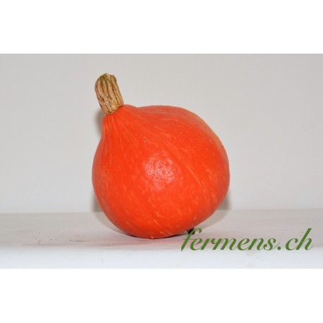Potimarron Orange boy