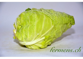 Chou nouveau