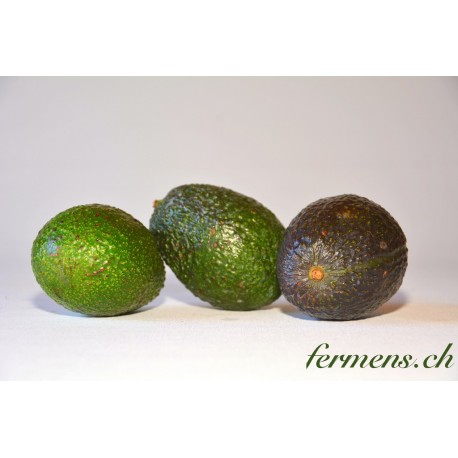 Avocat hass