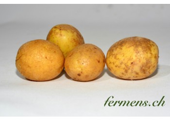 Pomme de terre  Vitabelle