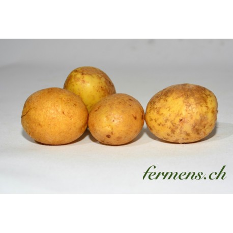 Pomme de terre  Vitabelle