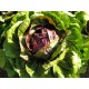 chicorino rouge