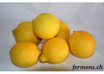 Citron Primofiore