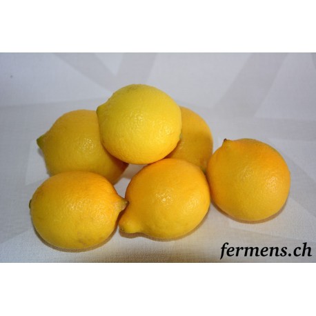 Citron Primofiore