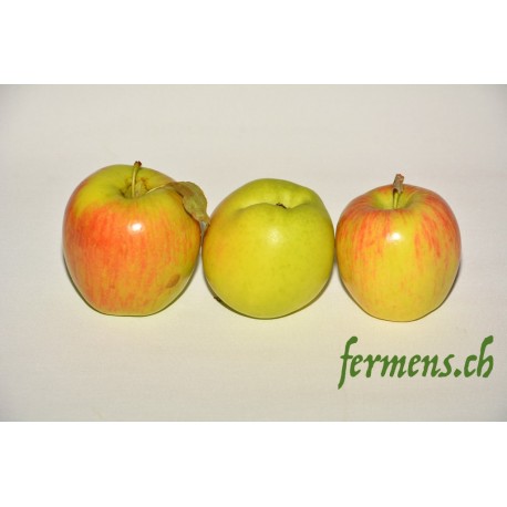 Pomme Decorf