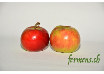 Pomme Ametys