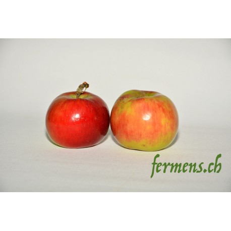 Pomme Ametys