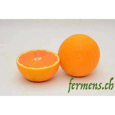Orange Tarocco (mi-sanguine)