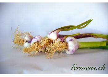 Ail nouveau