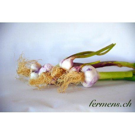 Ail nouveau