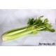 Celeri branche