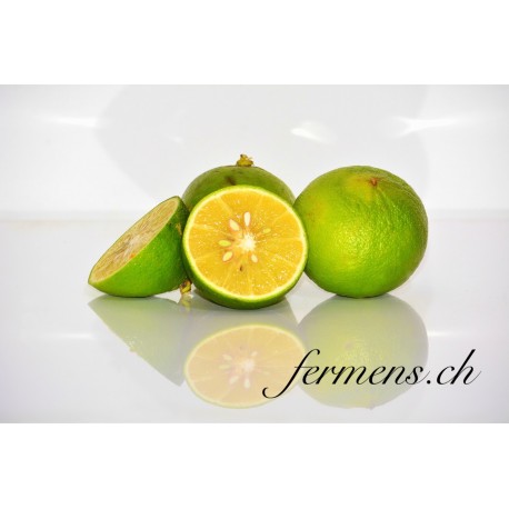 Citrons Bergamotte