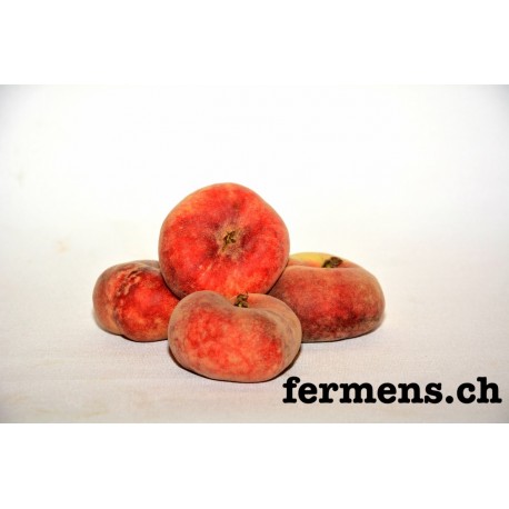 Pêche plates