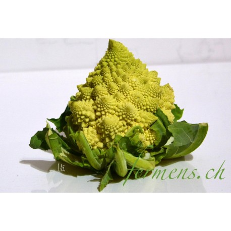 Romanesco