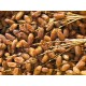 Dattes Deglet Nour Branches Premium