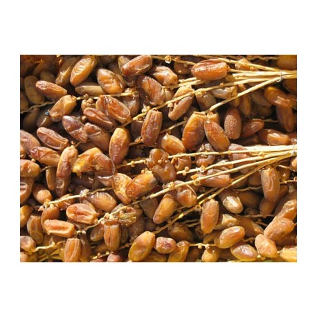Dattes Deglet Nour Branches Premium