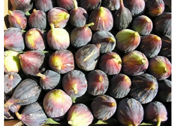Figue fraîche noire Bourjassote