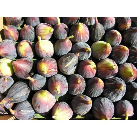 Figue fraîche